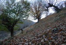 گزارش تصویری از فصل پاییز در جنگل ابر شاهرود